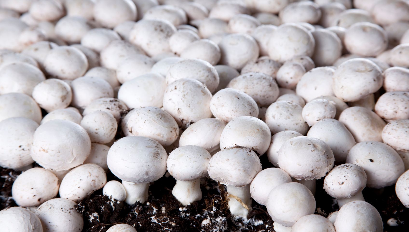 Mushroom-growing cellars